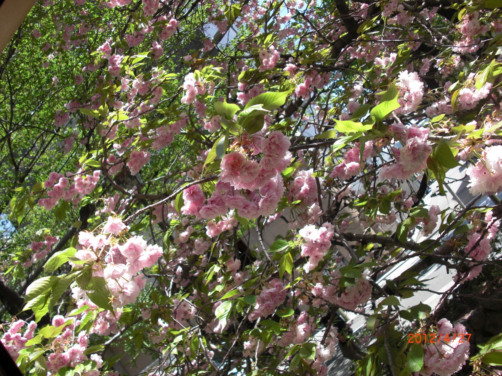 京都の夜桜に舞妓さんも大好き!自宅で桜が堪能できる私のお部屋の探し方