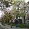 2017年4月　桜ハンター駆け足の京都旅。今年は桜が遅かったので満開→散り始めが楽しめます。